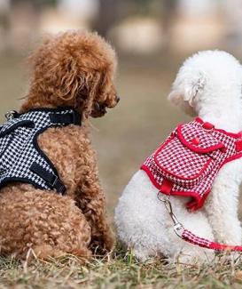 Custom Dog Harness Manufacturer in China | OEM & ODM Guide
