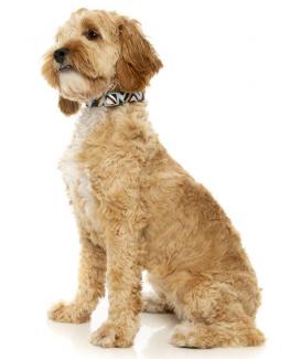 Nylon vs Polyester Dog Collars | Complete Material Comparison Guide